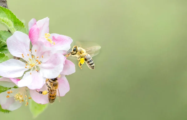 りんごの花からミツバチ花粉を集めて飛ぶミツバチ ミツバチが蜜を集める 高品質の写真 ストック写真