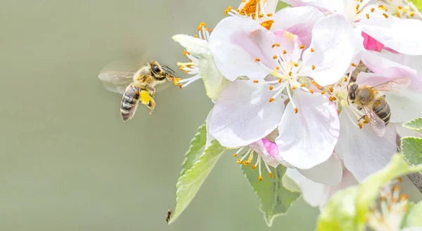 Ιπτάμενη Μέλισσα Που Συλλέγει Γύρη Μελισσών Από Άνθη Μήλου Μέλισσα Royalty Free Εικόνες Αρχείου