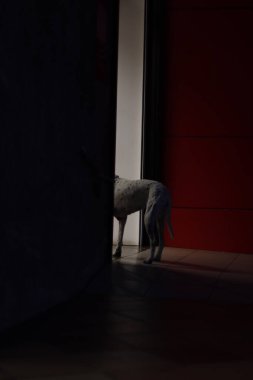 Dog waiting at the entrance of a shop
