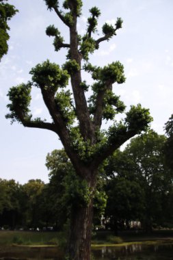 Bir şehir parkında bitki örtüsü