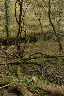 Bir sonbahar gününde orman