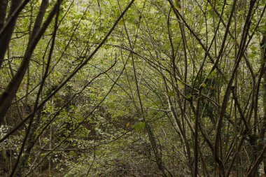 Bir sonbahar gününde orman