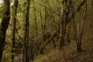 Bir sonbahar gününde orman