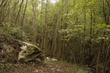 Bir sonbahar gününde orman