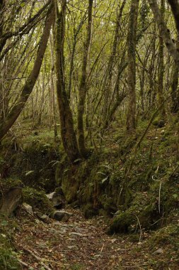Bir sonbahar gününde orman