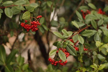 Kentsel bir parkta sonbahar renkleri