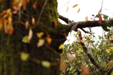 Kentsel bir parkta sonbahar renkleri