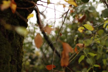 Kentsel bir parkta sonbahar renkleri