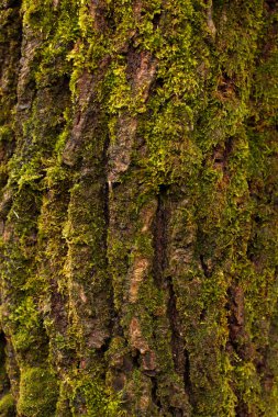Kentsel bir parkta sonbahar renkleri