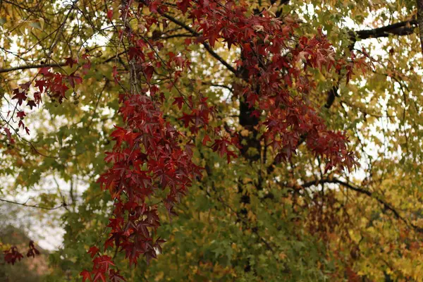 Autumn Colors Urban Park — Stock Photo, Image