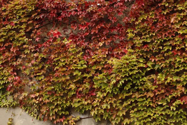 城市公园的秋天色彩 — 图库照片