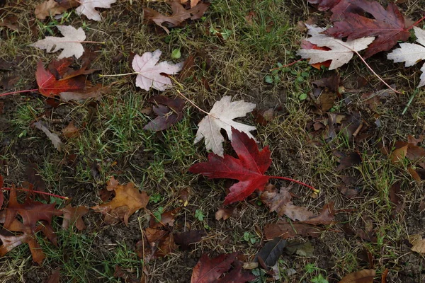 Herfst Kleuren Een Stedelijk Park — Stockfoto