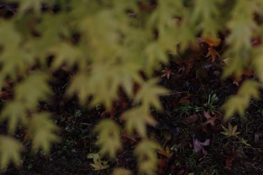 Şehir parkında sonbahar