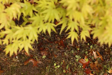 Şehir parkında sonbahar