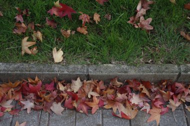 Şehir parkında sonbahar