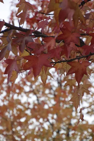 stock image Autumn in the urban park