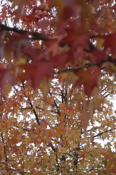 Stock image Autumn in the urban park