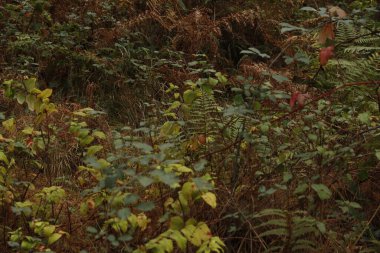 Orman bitki örtüsü