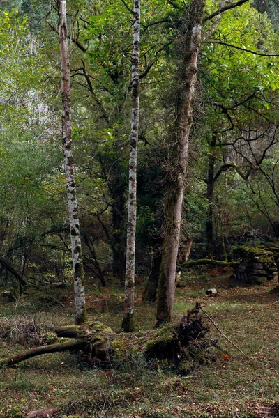 Vegetación Bosque —  Fotos de Stock