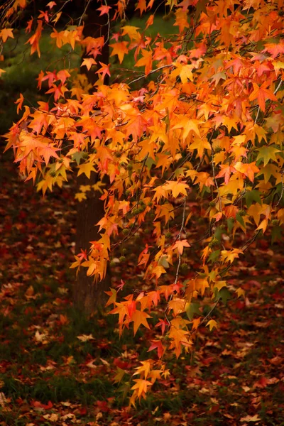Herbstliche Farben Stadtpark — Stockfoto