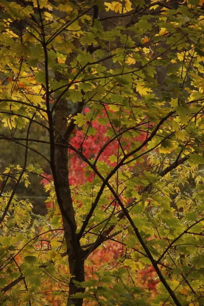 Осенние Цвета Городском Парке — стоковое фото