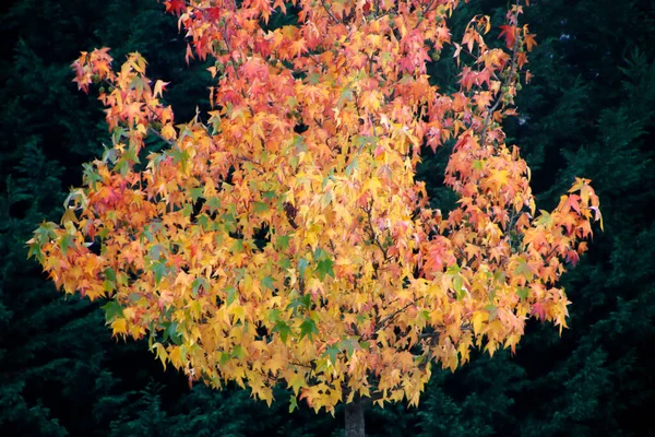 Podzimní Barvy Městském Parku — Stock fotografie