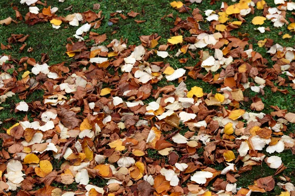 Herfst Kleuren Een Stedelijk Park — Stockfoto