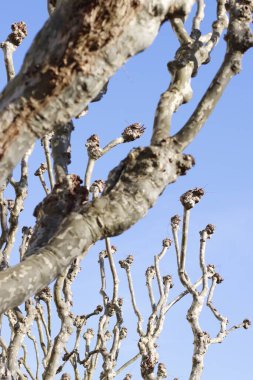 Şehir parkında bir ağaç