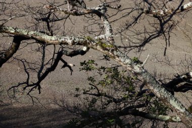 Şehir parkında bir ağaç