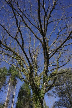 Kırsalda bir ağaç