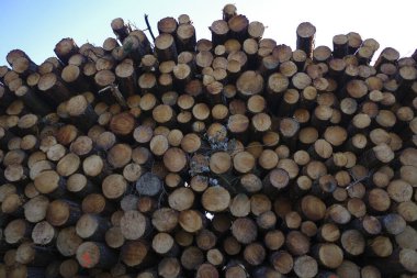 Stack of logs in the countryside