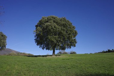 Kırsalda bir ağaç