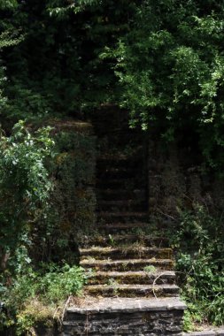 Bir şehir parkında bitki örtüsü