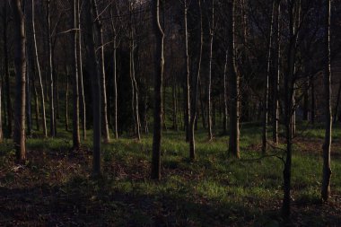 Orman bitki örtüsü