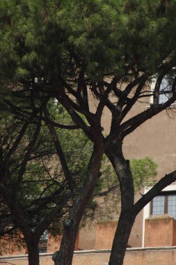 Roman kentinde klasik mimari