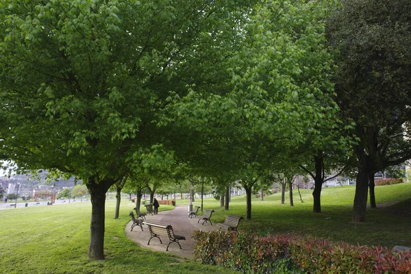 Деревья Городском Парке — стоковое фото