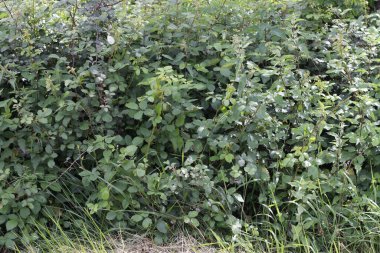 Kentsel bir çevrede bitki örtüsü