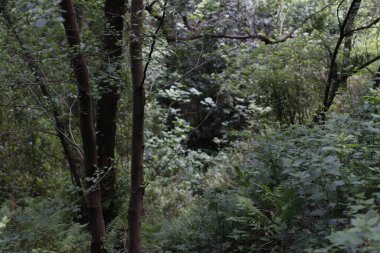 Kentsel bir çevrede bitki örtüsü