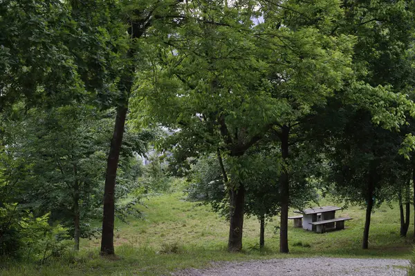 stock image Vegetation in an urban environment