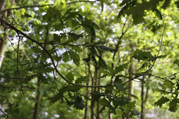 stock image Vegetation in an urban environment