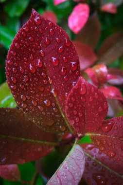 Kentsel bir çevrede bitki örtüsü