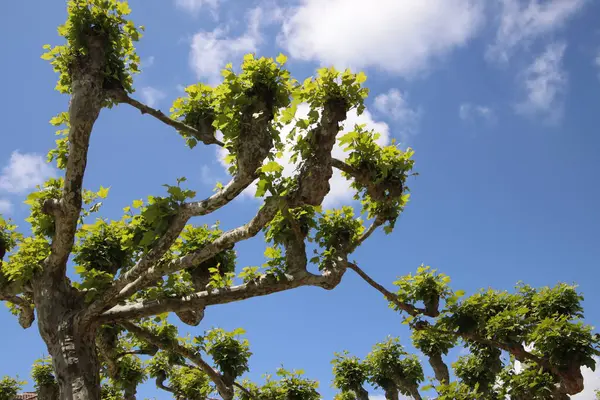 stock image Vegetation in an urban environment