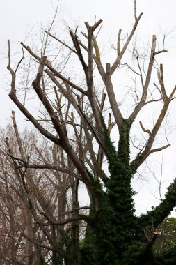 Bir şehir parkında bitki örtüsü