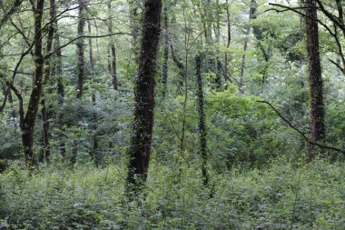 Bir şehir parkında bitki örtüsü