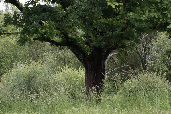 stock image Vegetation in an urban park