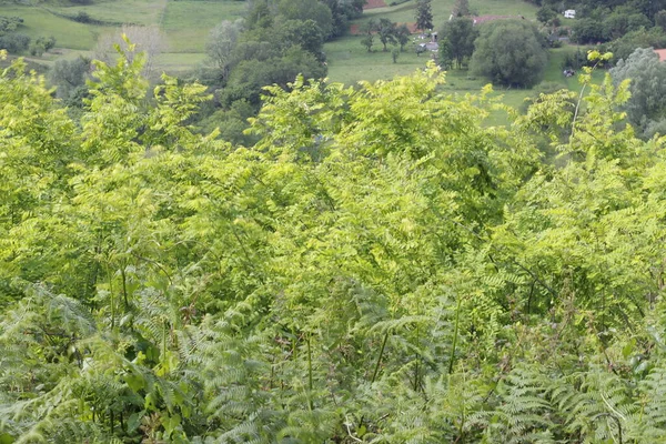 市区公园内的植被 — 图库照片