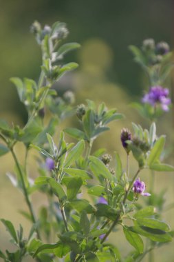Bir şehir parkında bitki örtüsü