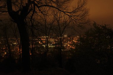 Bir şehir parkında bitki örtüsü