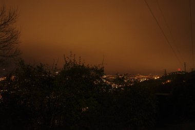 Bir şehir parkında bitki örtüsü