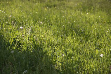 Bir şehir parkında bitki örtüsü